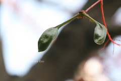 Brachychiton acerifolius